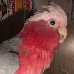 Meet your Posher, Jerry